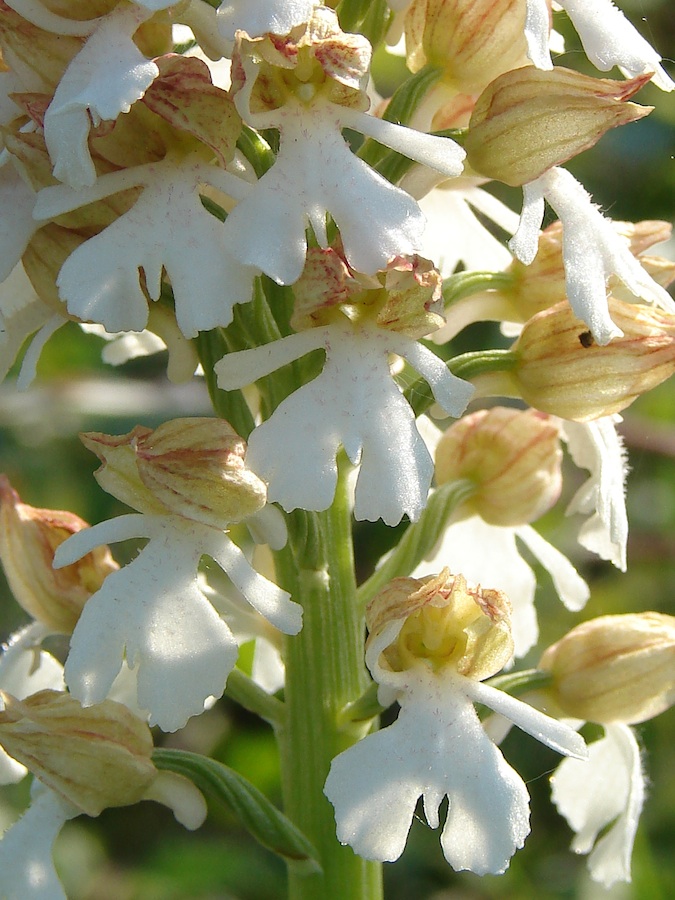 Orchis purpurea albina